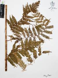 Cyathea costaricensis image