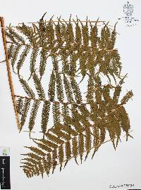Cyathea costaricensis image