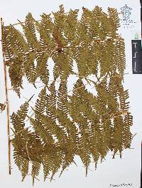 Cyathea costaricensis image