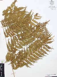 Cyathea costaricensis image