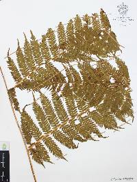 Cyathea costaricensis image