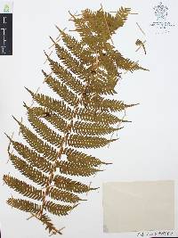 Cyathea costaricensis image