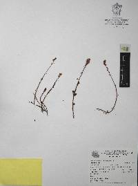 Villadia albiflora image