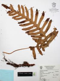 Polypodium arcanum image
