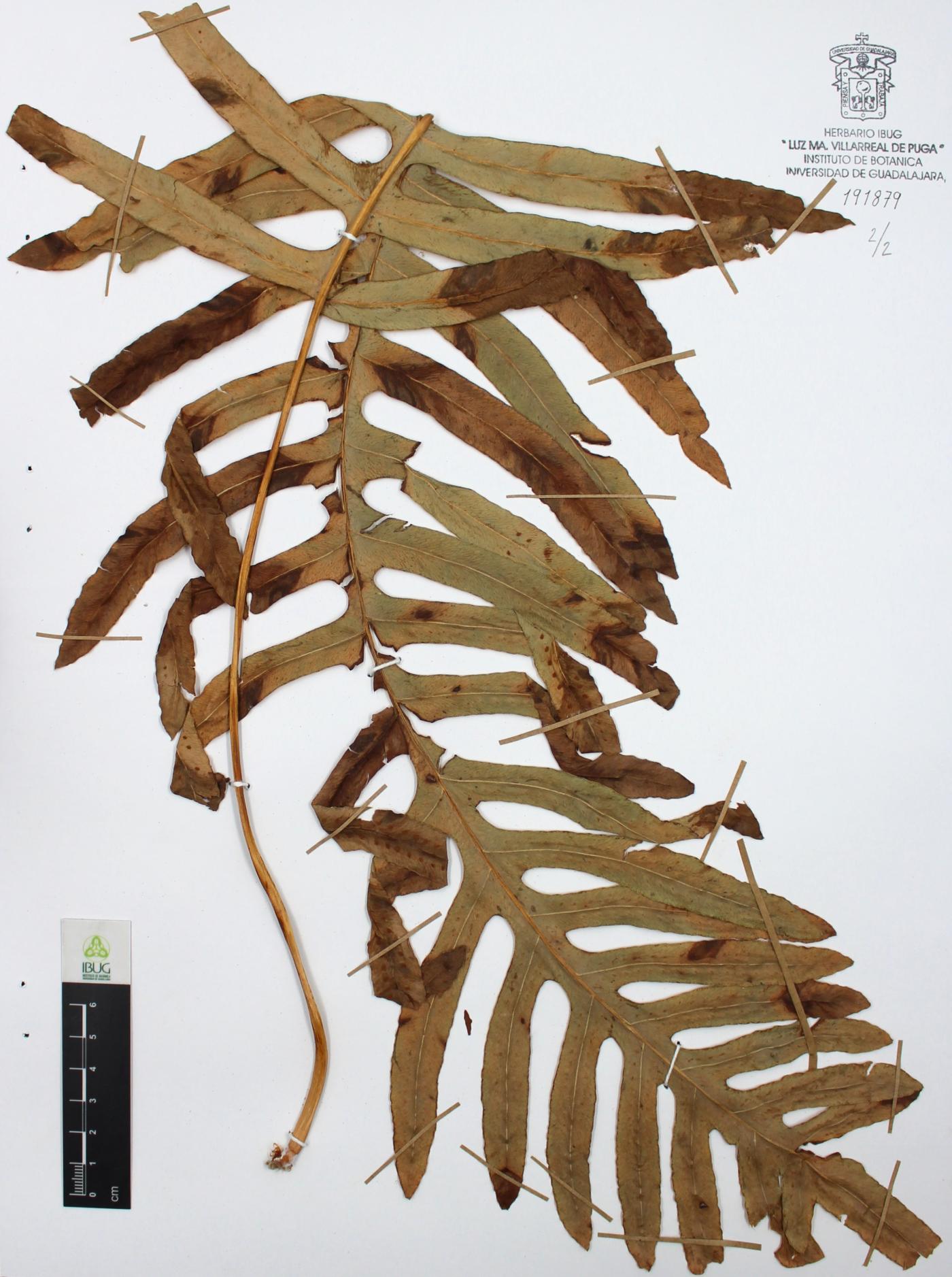 Polypodium arcanum image