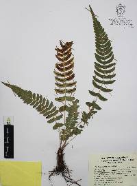 Blechnum appendiculatum image