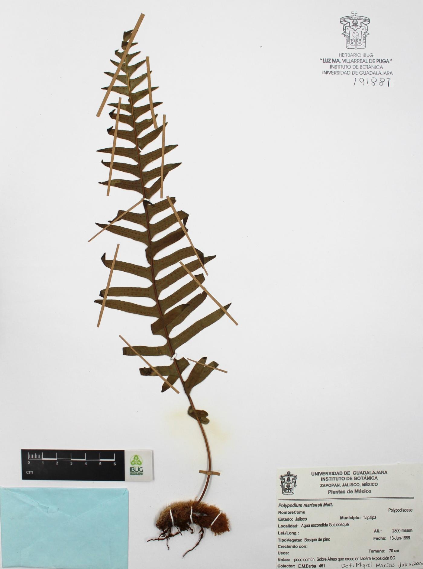 Polypodium martensii image