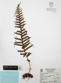 Polypodium martensii image