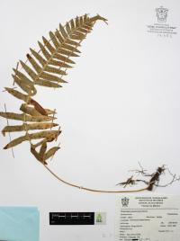 Polypodium plesiosorum image