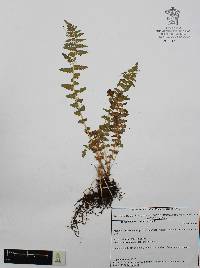 Woodsia mollis image