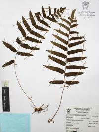 Polypodium subpetiolatum image
