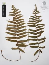 Polypodium subpetiolatum image