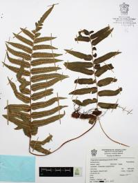 Polypodium subpetiolatum image
