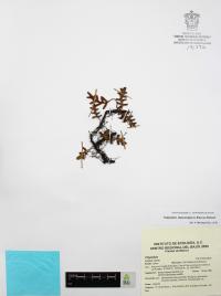 Pleopeltis thyssanolepis image