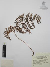 Dryopteris patula image