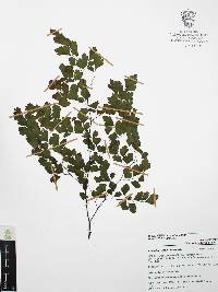 Adiantum capillus-veneris image