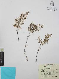 Gaga cuneata image