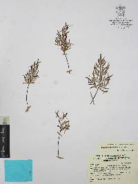 Gaga cuneata image