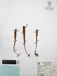 Pleopeltis polylepis image