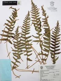 Polypodium plesiosorum image