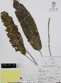 Diplazium plantaginifolium image