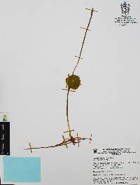 Ophioglossum reticulatum image