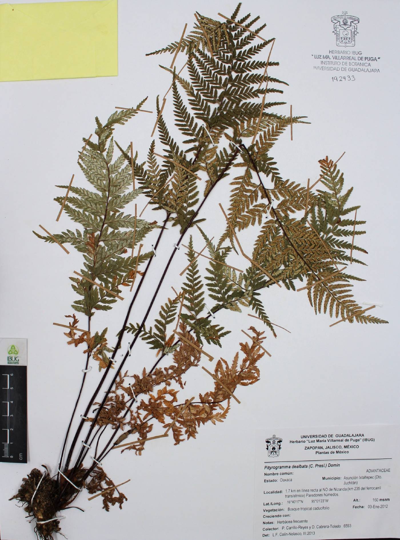 Pityrogramma dealbata image