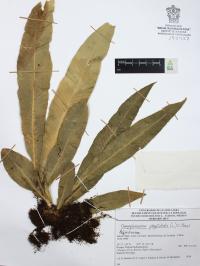Campyloneurum phyllitidis image