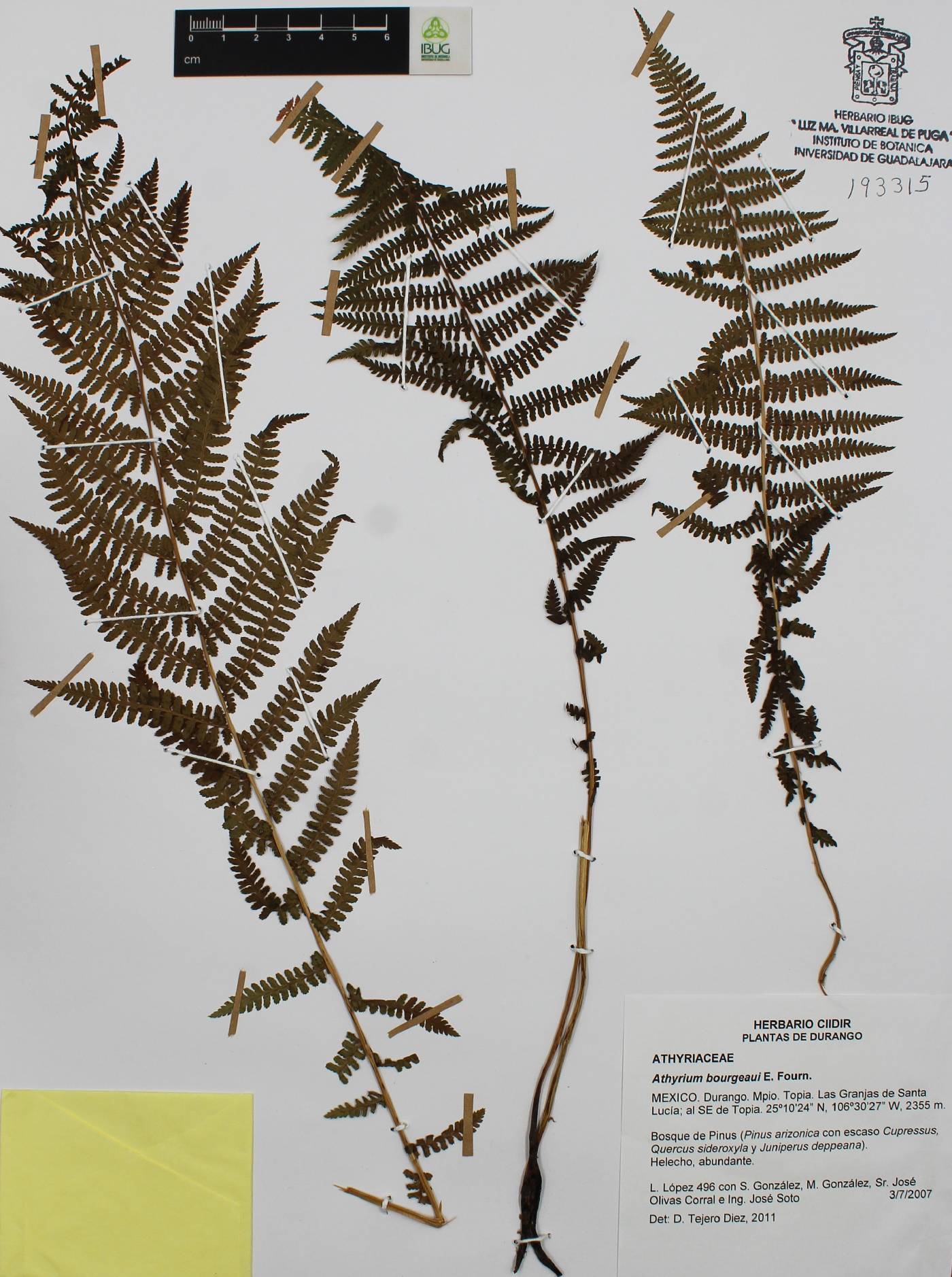 Athyrium bourgaei image