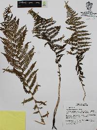 Athyrium bourgaei image