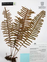 Polypodium sanctae-rosae image