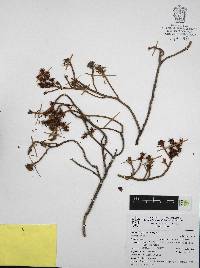 Sedum griseum image