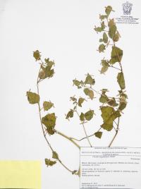 Physalis angustiphysa image