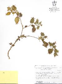 Physalis angustiphysa image