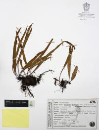 Pleopeltis mexicana image
