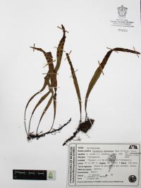 Pleopeltis macrocarpa image
