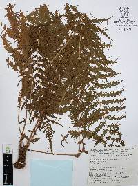 Christella albicaulis image