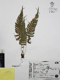 Blechnum glandulosum image