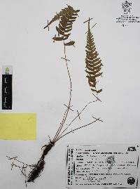Blechnum glandulosum image