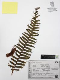Polypodium martensii image