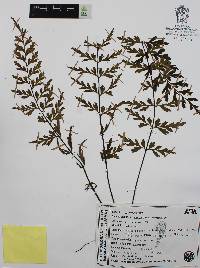 Asplenium aethiopicum image