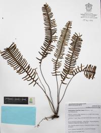 Polypodium sanctae-rosae image