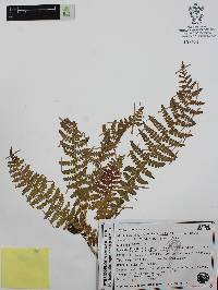 Woodsia mollis image