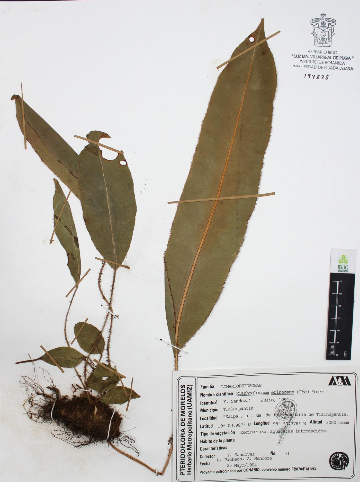Elaphoglossum erinaceum image