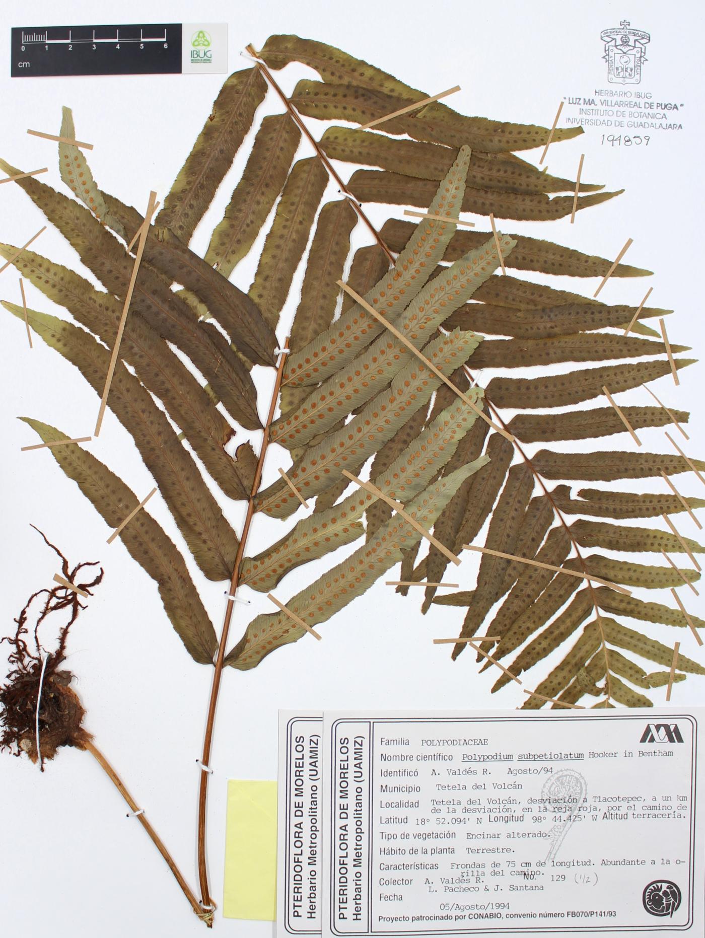 Polypodium subpetiolatum image