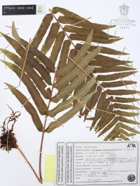 Polypodium subpetiolatum image