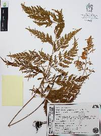 Anemia adiantifolia image