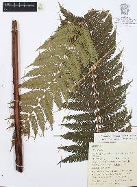Alsophila firma image