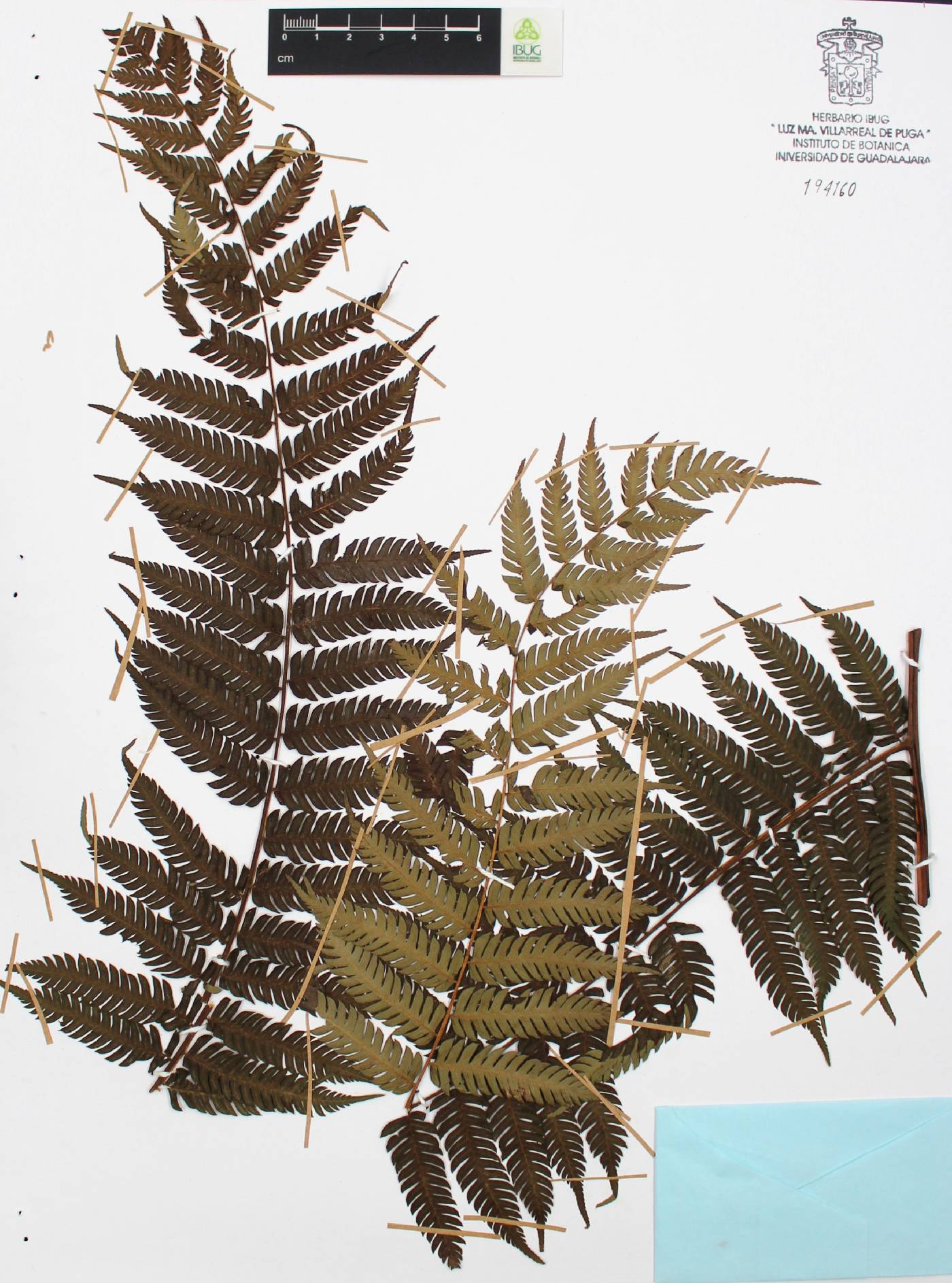 Alsophila firma image