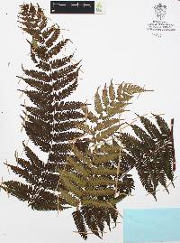 Alsophila firma image